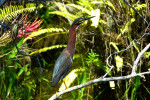 Green Heron